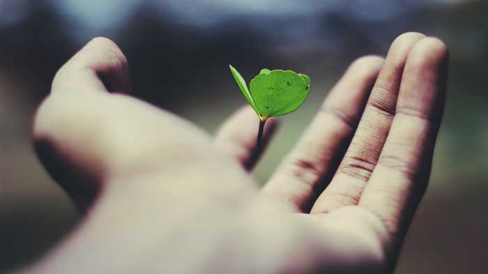 Life and nature Simulation
